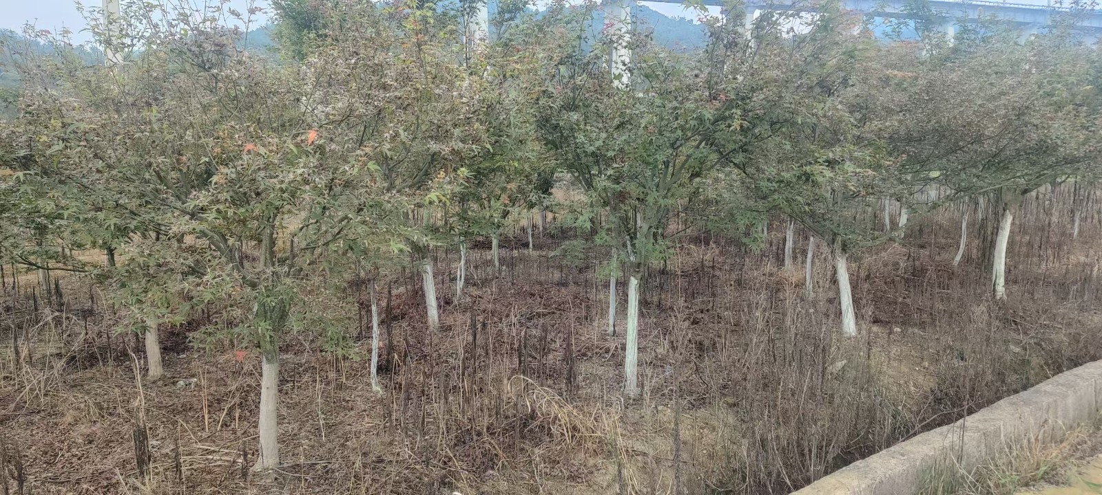 1758790771136503.jpg 圖片關鍵詞